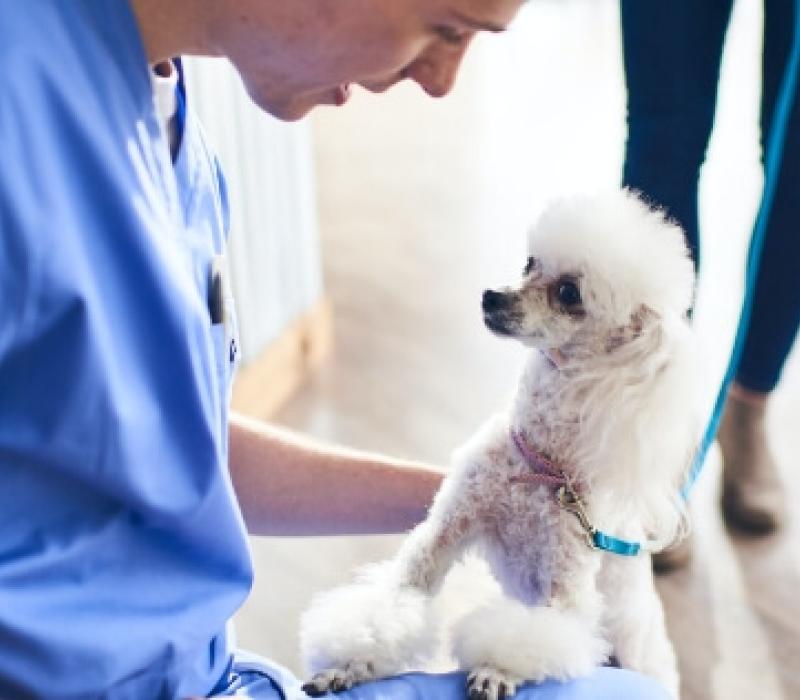 A vet pets a dog