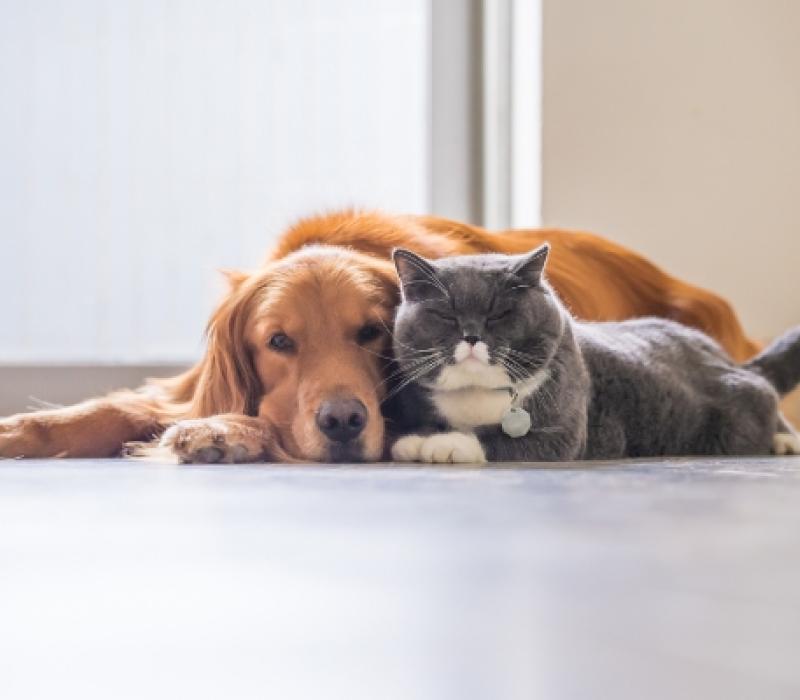 A dog and a cat lay next to each other