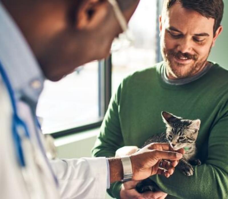 A client holds their kitten while the vet greets them