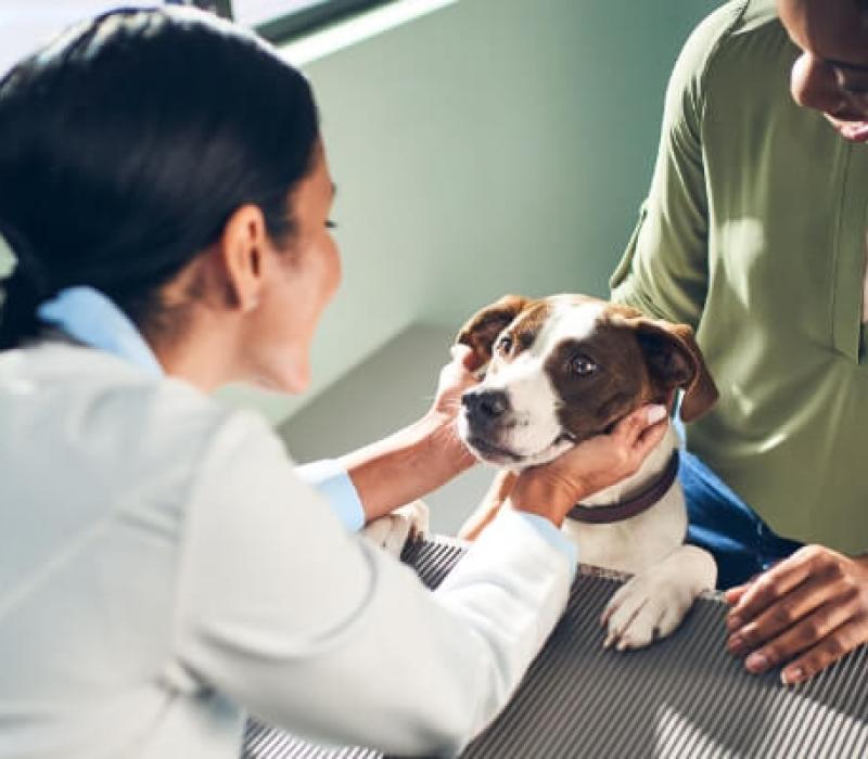 A vet holds a dog's face in her hands