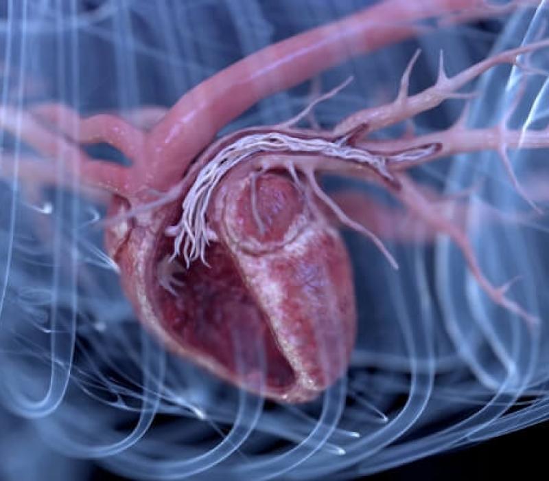 Imaging showing heartworms within a dog