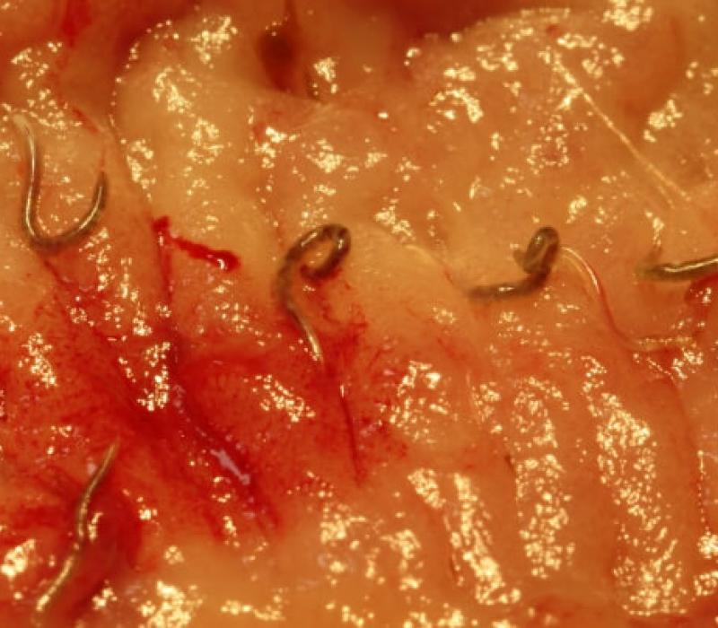 Image of hookworms in intestines