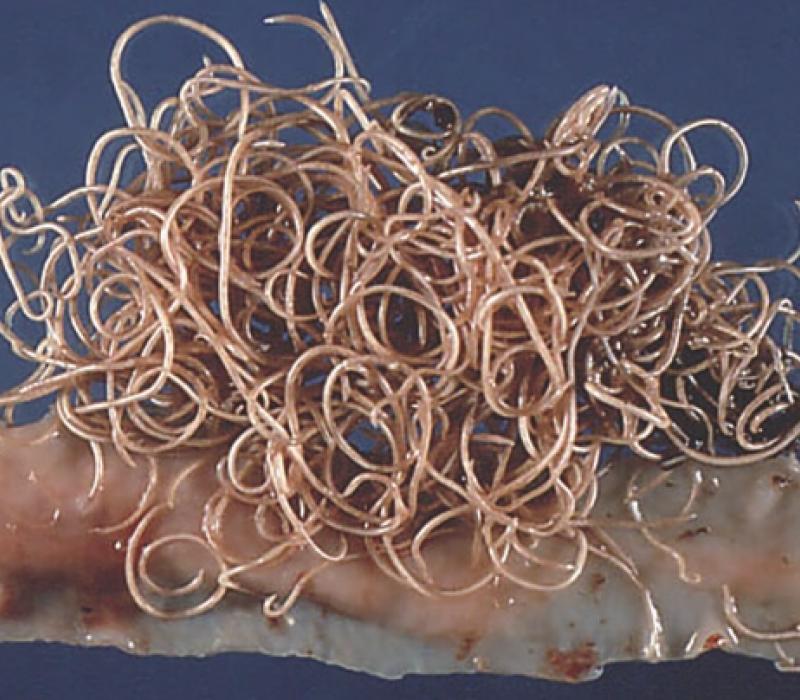 A mass of roundworms on tissue