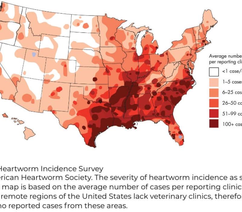 Map of the prevalence in Heartworm disease in the United States, showing a higher prevalence in the south east portions of the country
