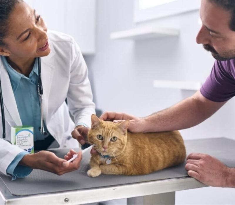 A vet administers Senvelgo Oral Solution to an orange cat