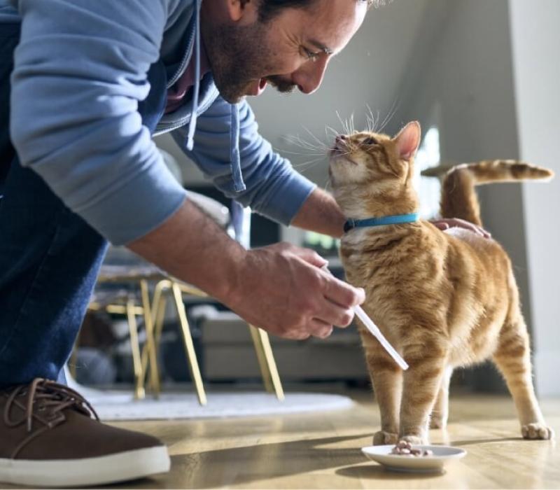 A man administers Senvelgo to his cat's food
