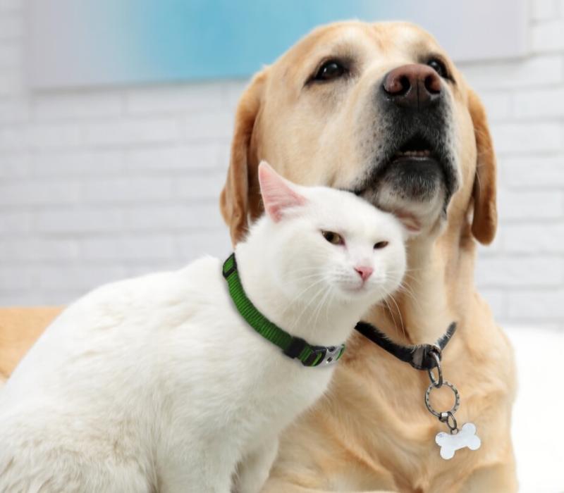 A white cat and a white lab sit next to each other