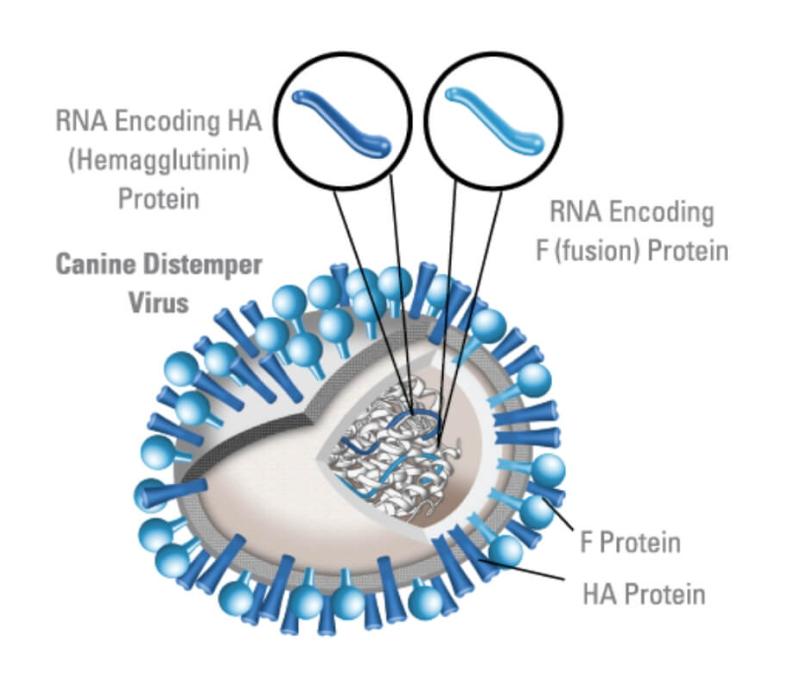 Diagram of a Canine Distemper Virus