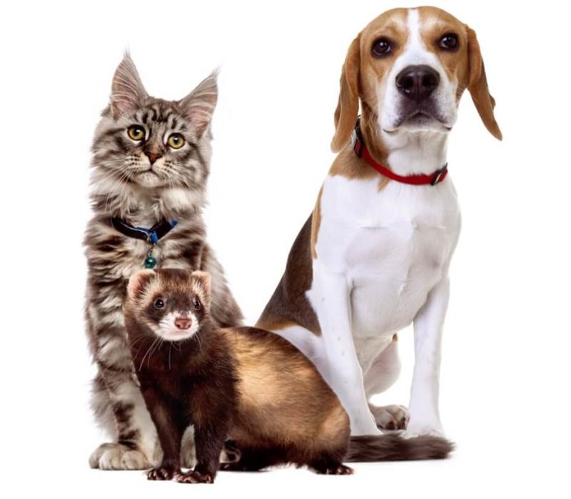 A cat, dog, and ferret all together