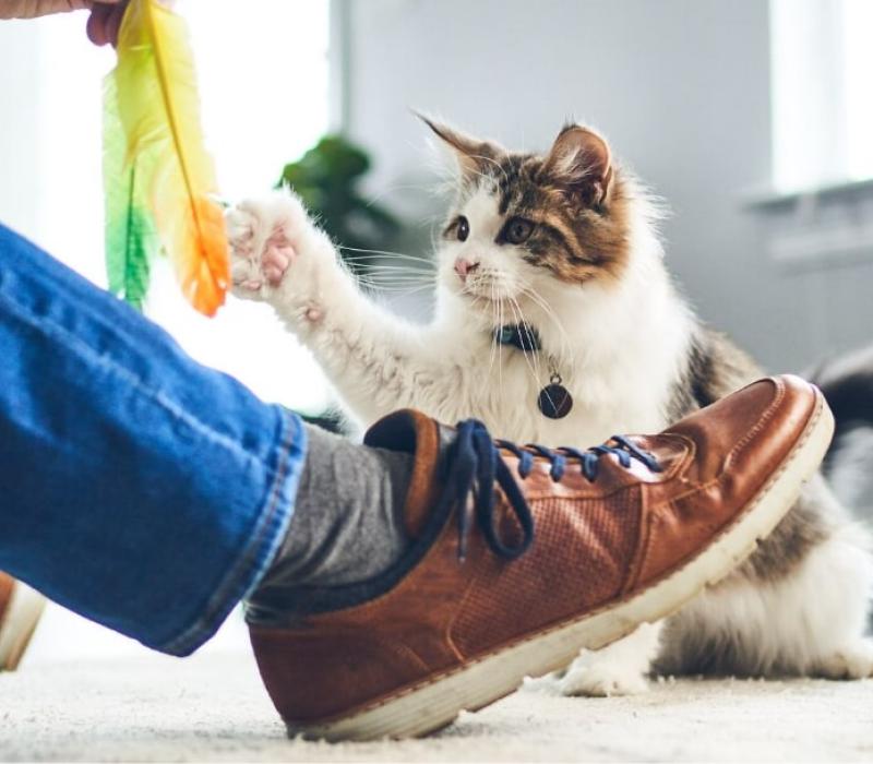 A cat plays with a feather toy