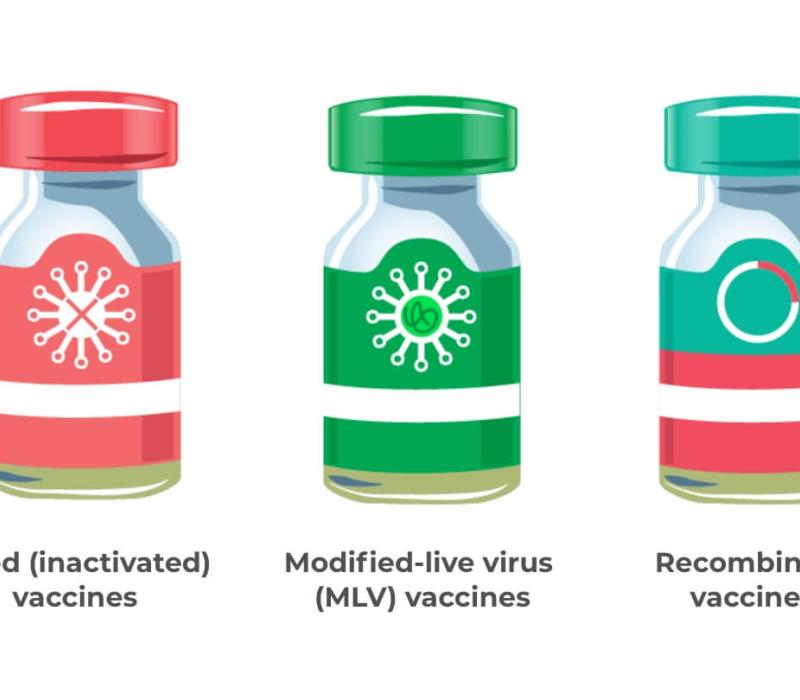 An illustration showing three vials for killed vaccines, modified-live virus vaccines, and recombinant vaccines