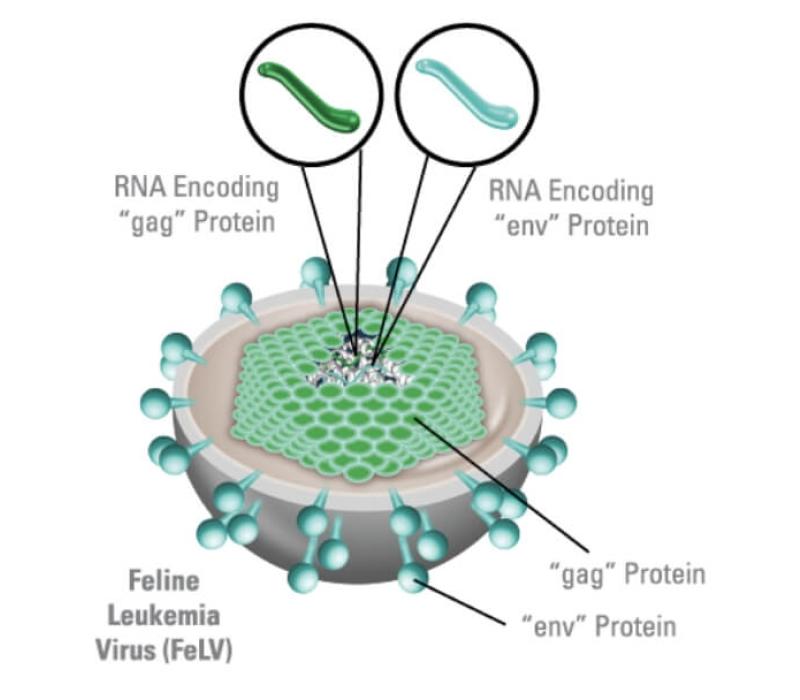 Diagram of the Feline Leukemia Virus