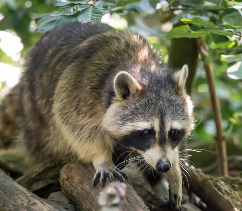 A raccoon crawls over brush