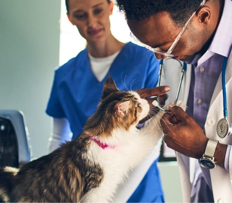 A vet pets a cat