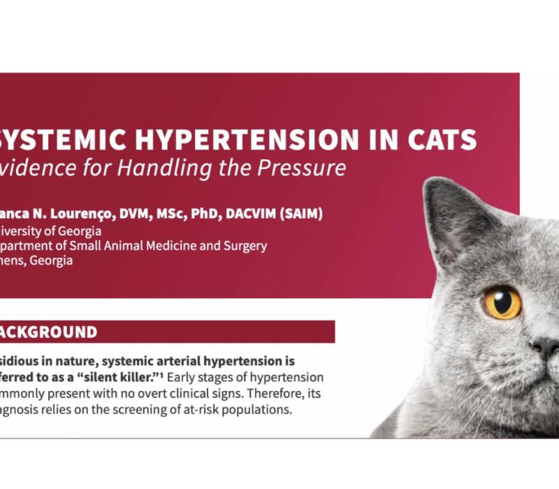 Title card for the "Systemic Hypertension in Cats" education course