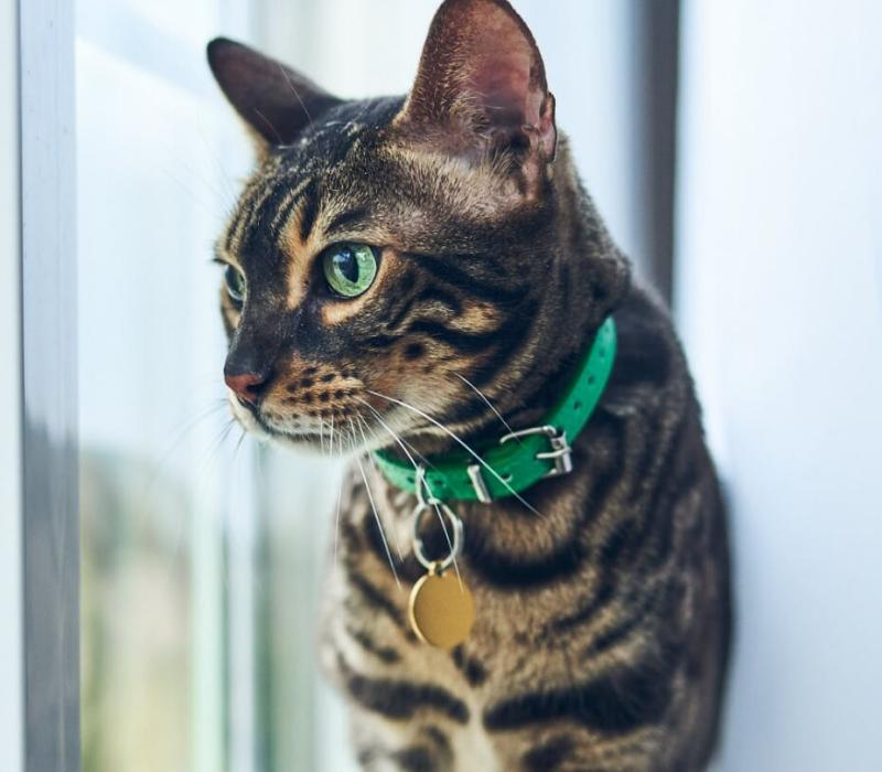 A gray cat with black stripes wearing a green collar