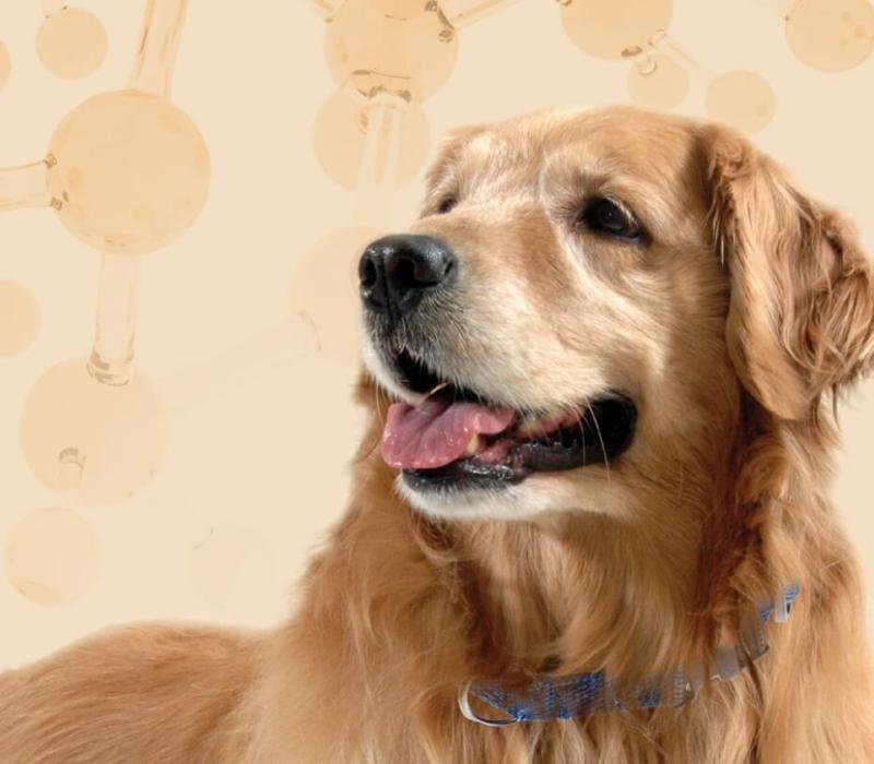 An image of a golden retriever with a background of molecular structures
