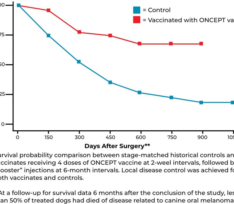 Graph of the success ONCEPT had against the control group. The copy reads: Survival Probability comparison between stage-matched historical controls and vaccinates receiving 4 doses of ONCEPT vaccine at 2-weel intervals, followed by “booster” injections at 6-month intervals. Local disease control was achieved for both vaccinates and controls.  **At a follow-up for survival data 6 months after the conclusion of the study, less than 50% of treated dogs had died of disease related to canine oral melanoma