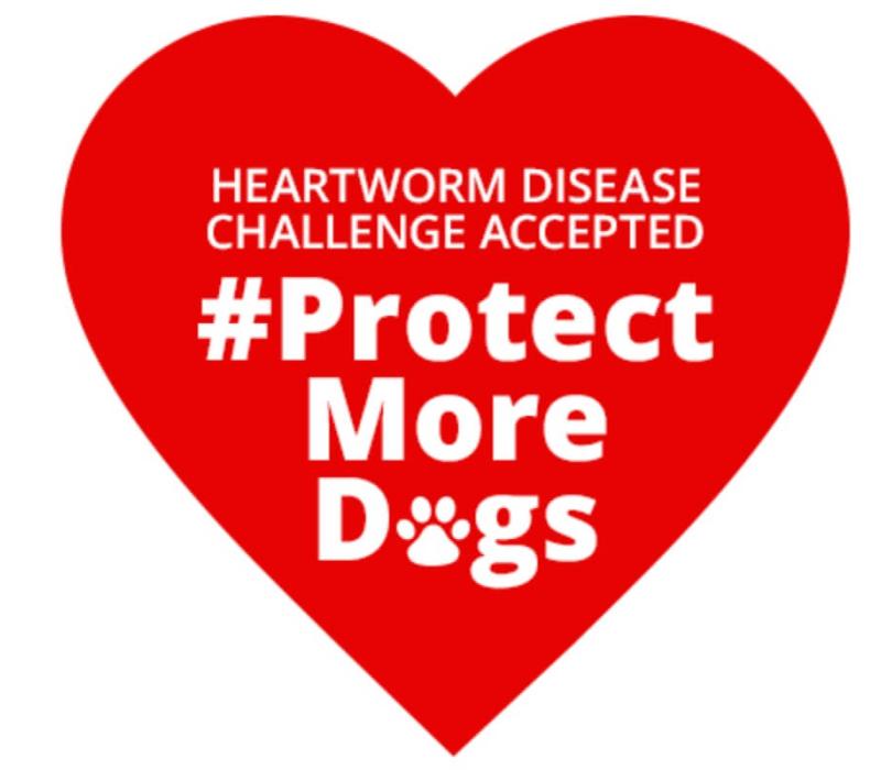 Image of a heart with the words "Heartworm Disease Challenge Accepted. #protectmoredogs"