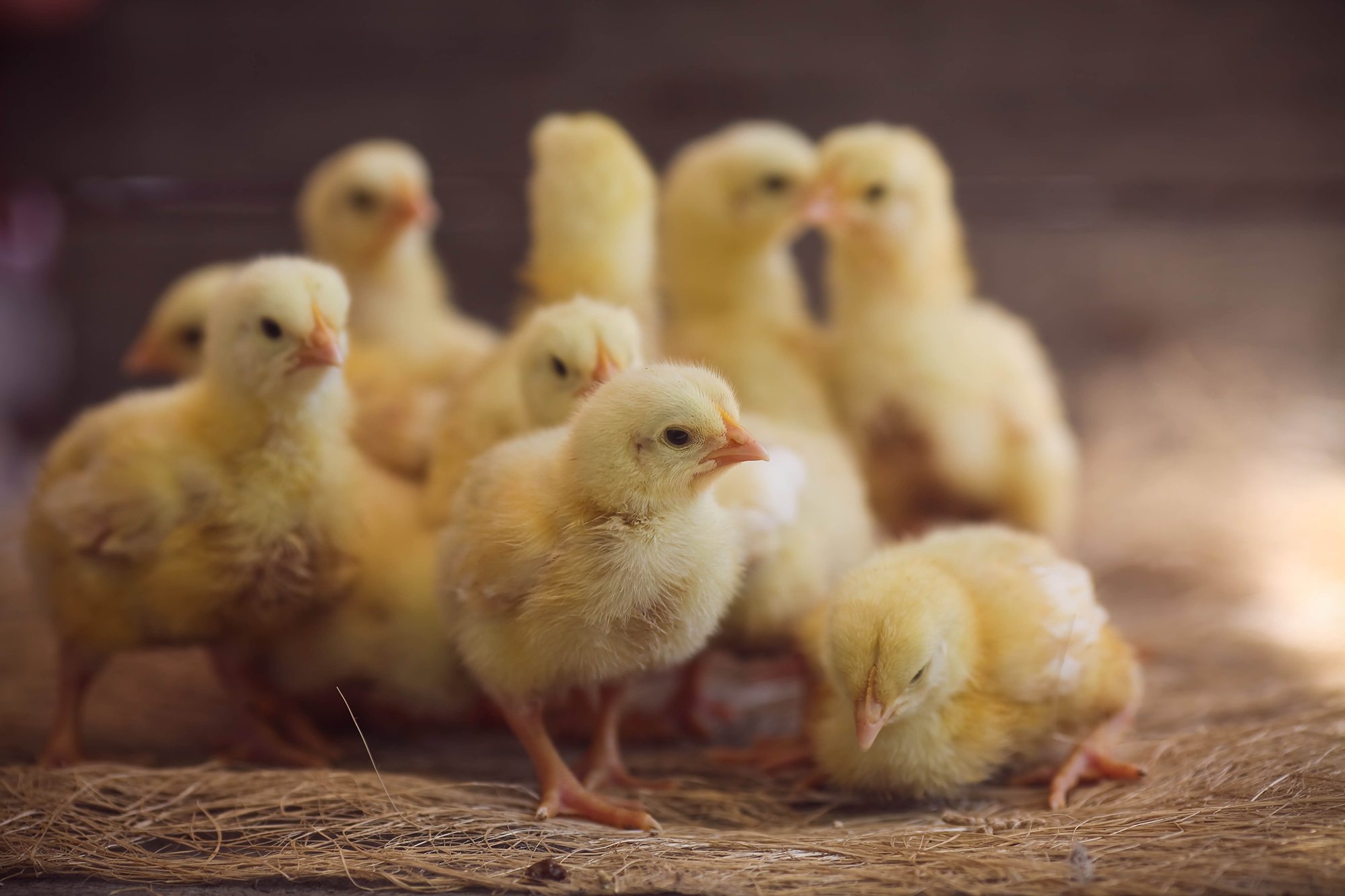 Group of chicks