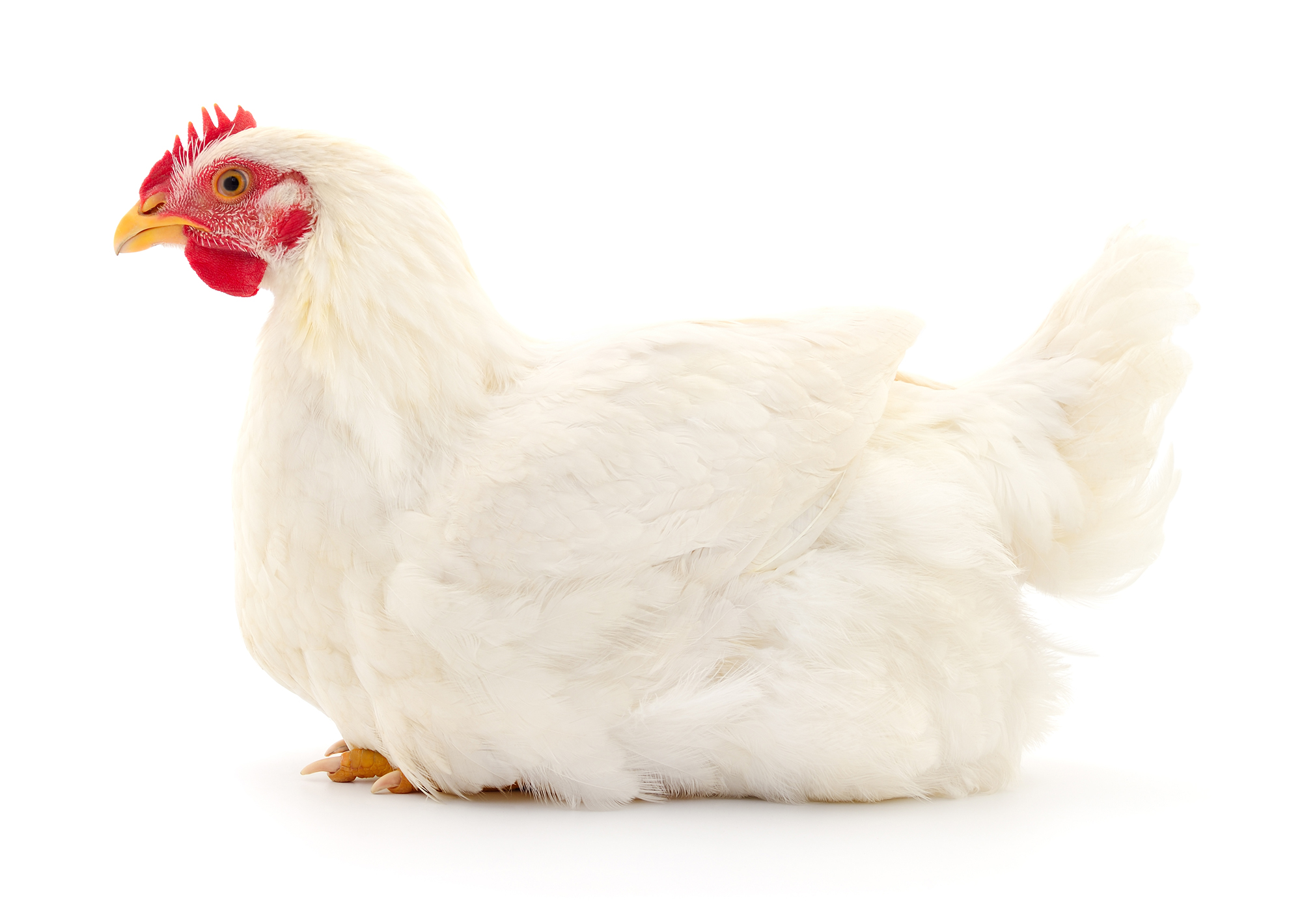 Chicken Isolated sitting