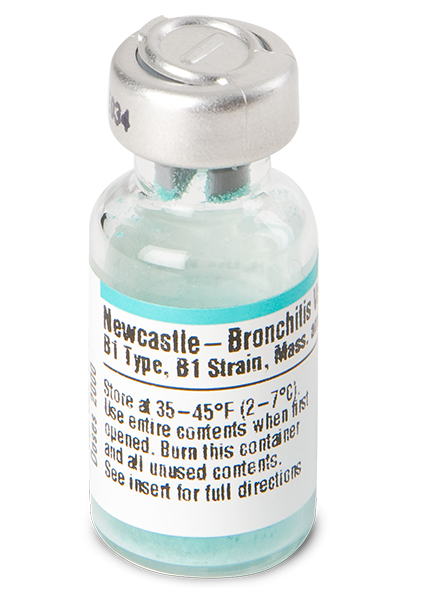 Newcastle (B1, B1) Bronchitis (Mass. & Conn.)