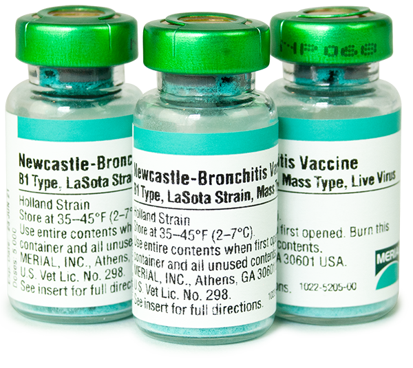 Newcastle (B1, LaSota) Bronchitis (Mass-Holland Strain)