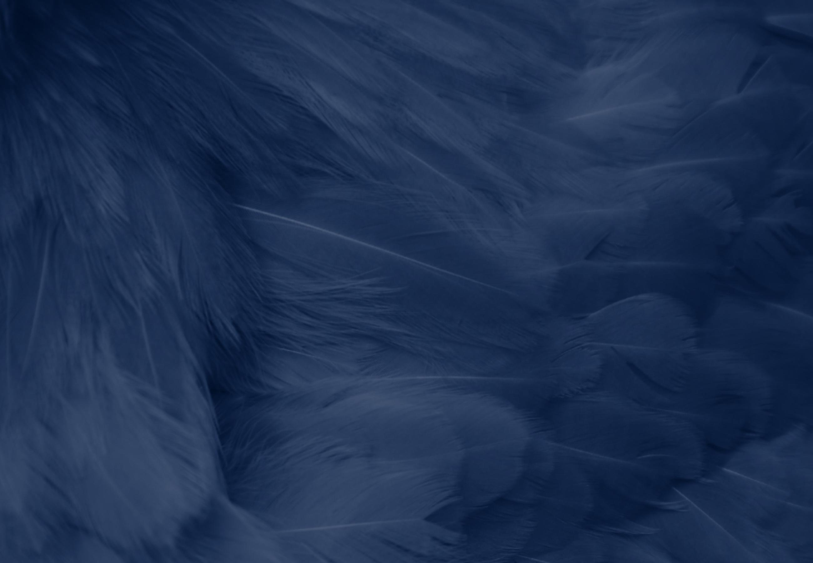 Feathers background 