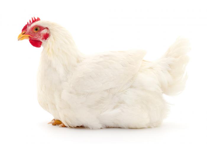 Chicken Isolated sitting