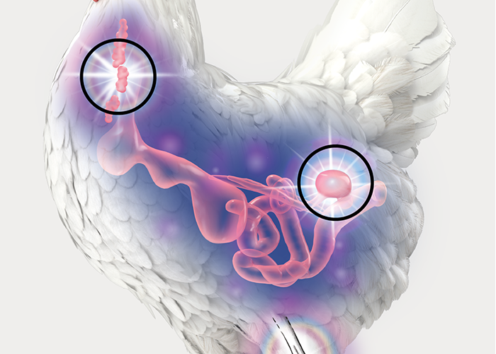 Immune health pathogens shown in graphic of chicken