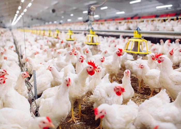 White chickens in farm 