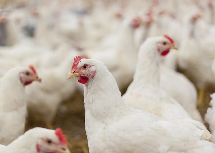 Multiple white chickens with potential immune health problems