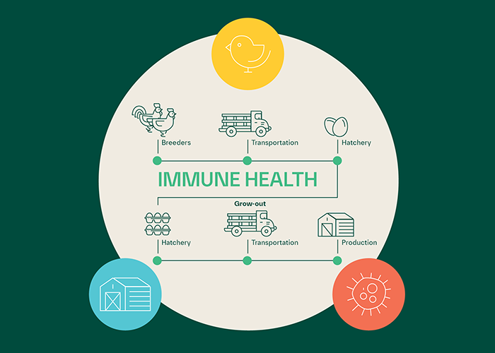 Immunity matters. A graphic representation of bird health.