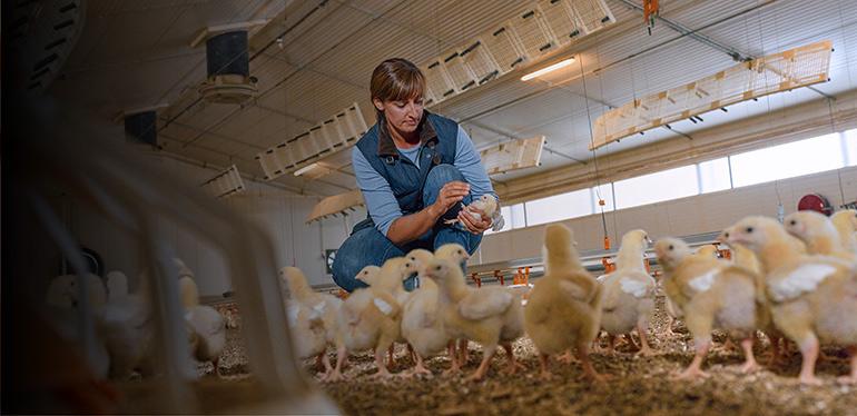 Immune health. Woman taking care of baby chickens.