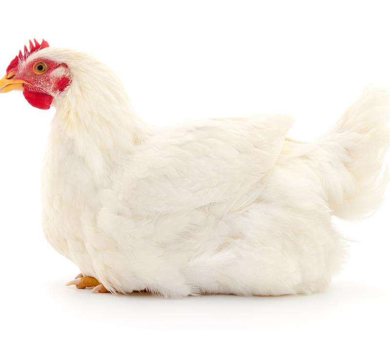 Chicken Isolated sitting