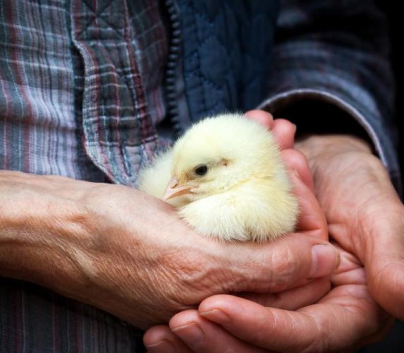Chick in hand