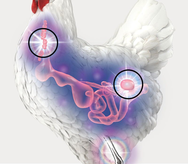 Immune health pathogens shown in graphic of chicken