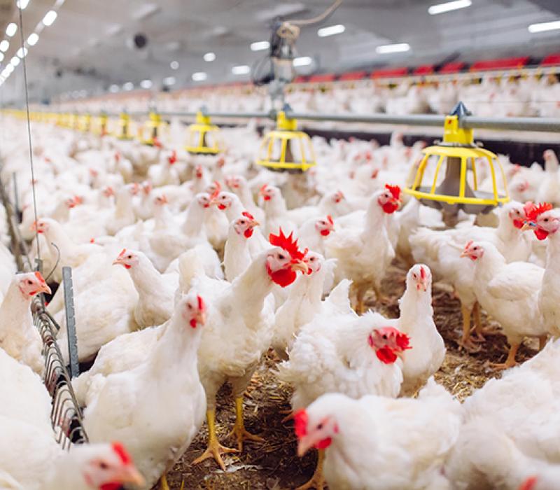 White chickens in farm 