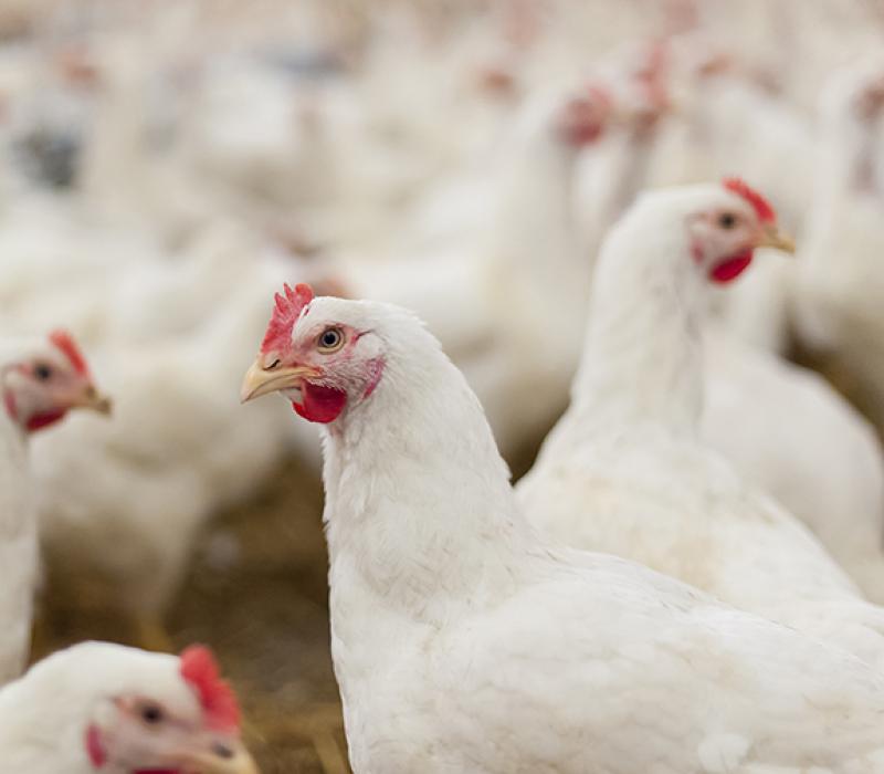 Multiple white chickens with potential immune health problems