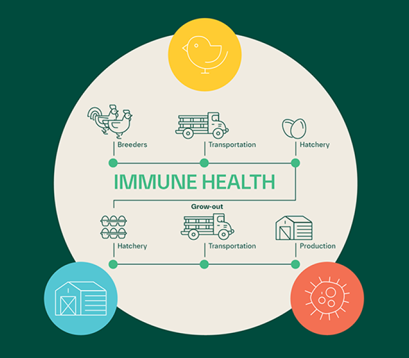 Immunity matters. A graphic representation of bird health.