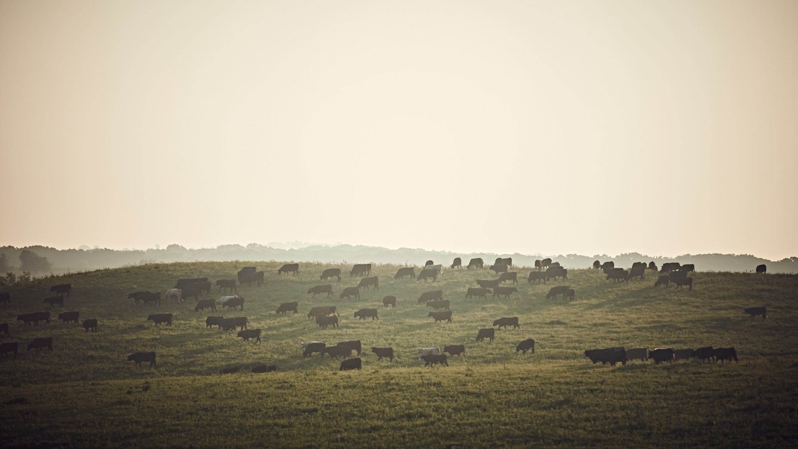 Cattle graze on a distant, grassy hillside