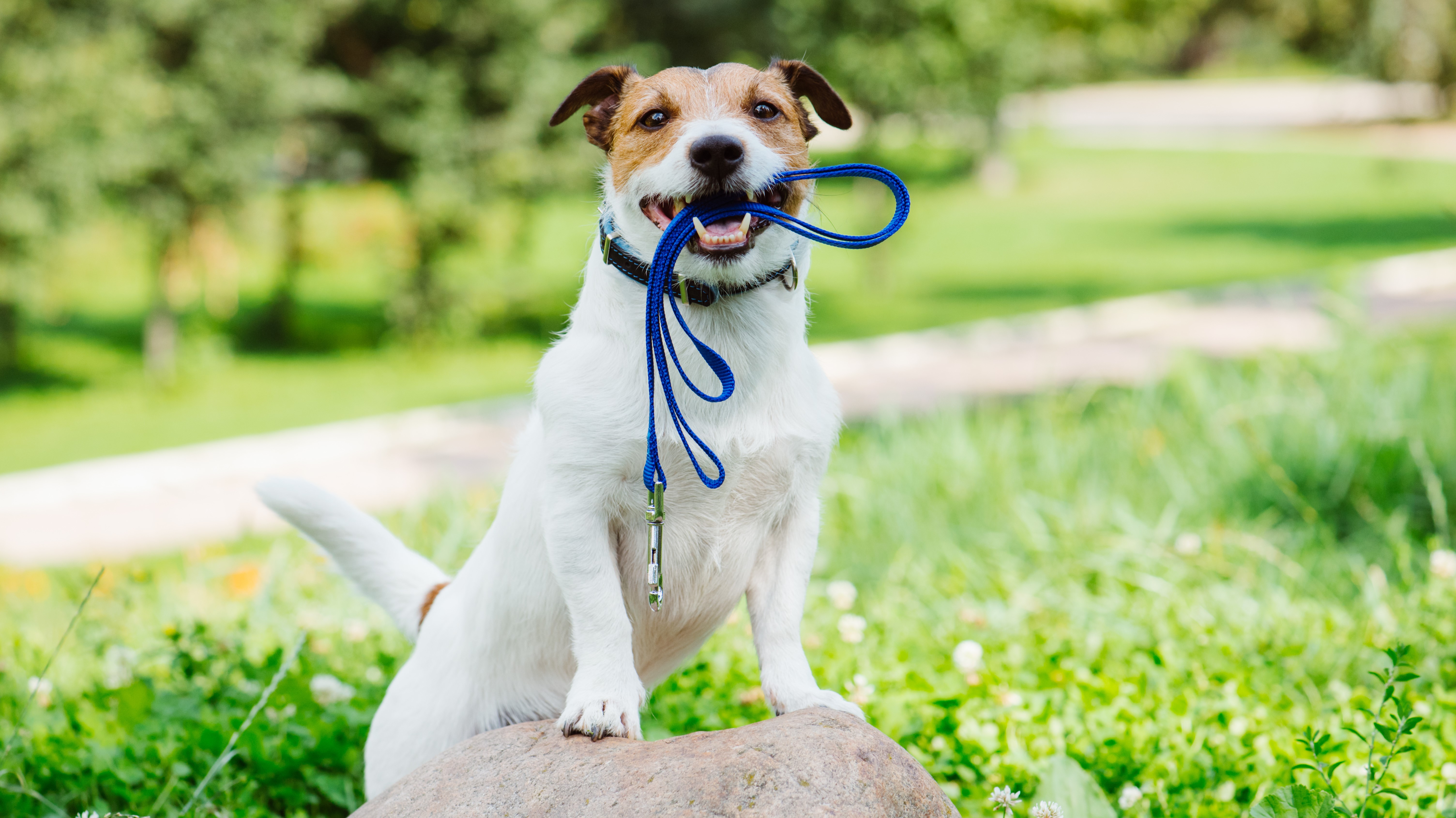 A dog stands outside with a leash in its mouth.