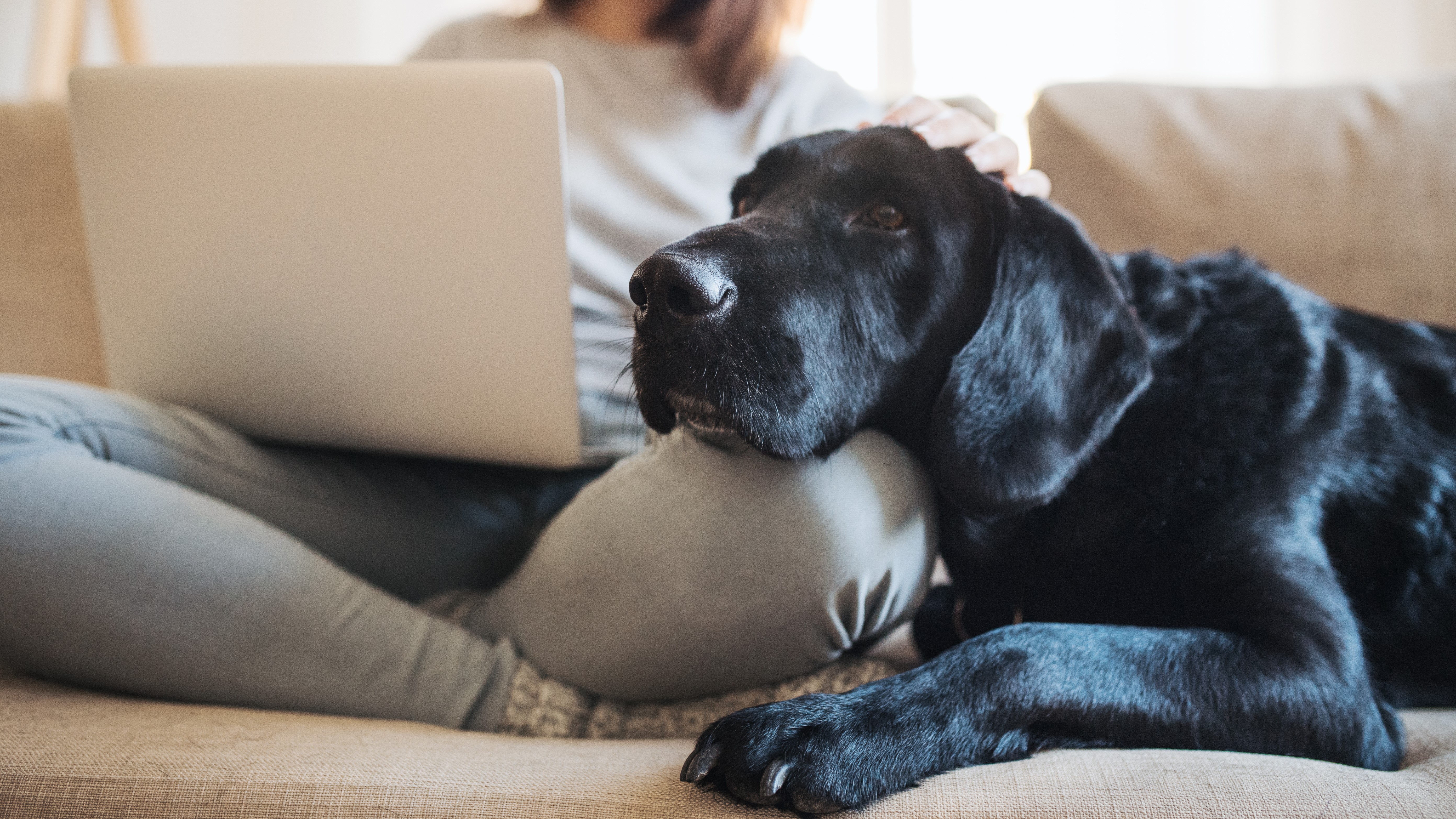 A dog lies on a woman's lap on the couch.