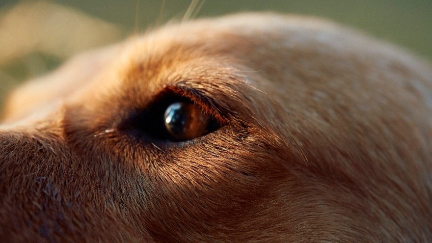 A close-up view of a dog's brown eye.
