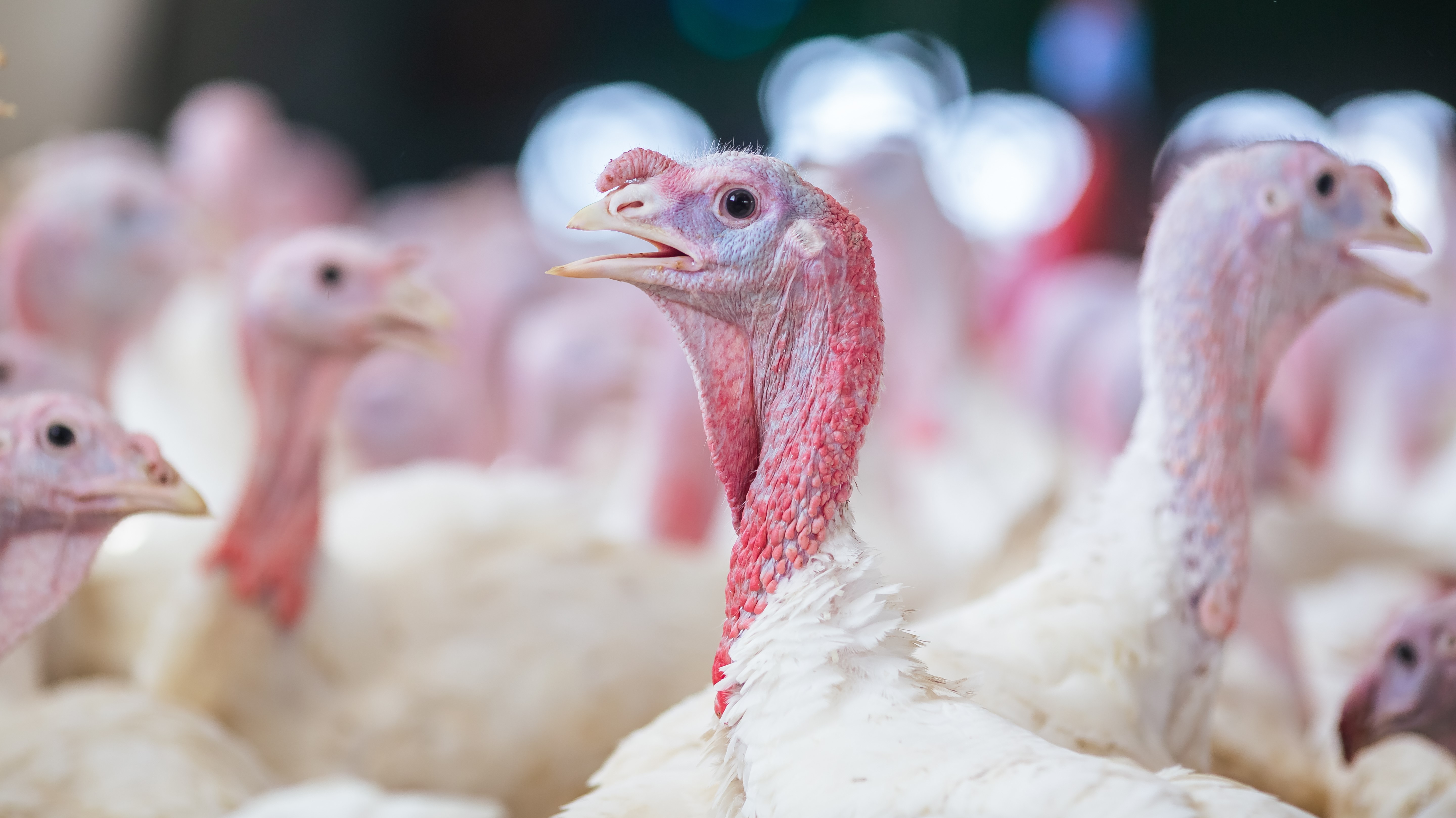 Profile view of turkeys with white feathers