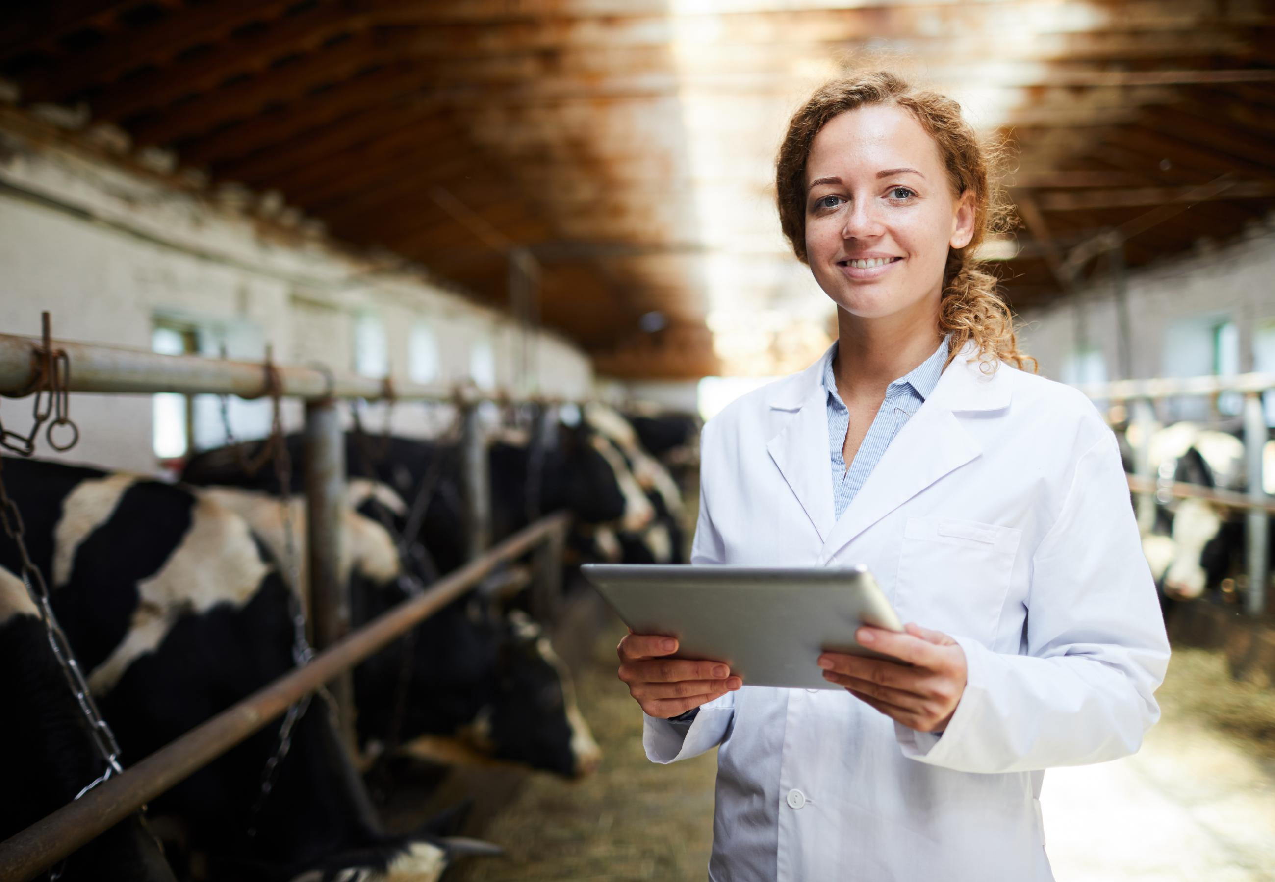 Person with clipboard in a barn with cows