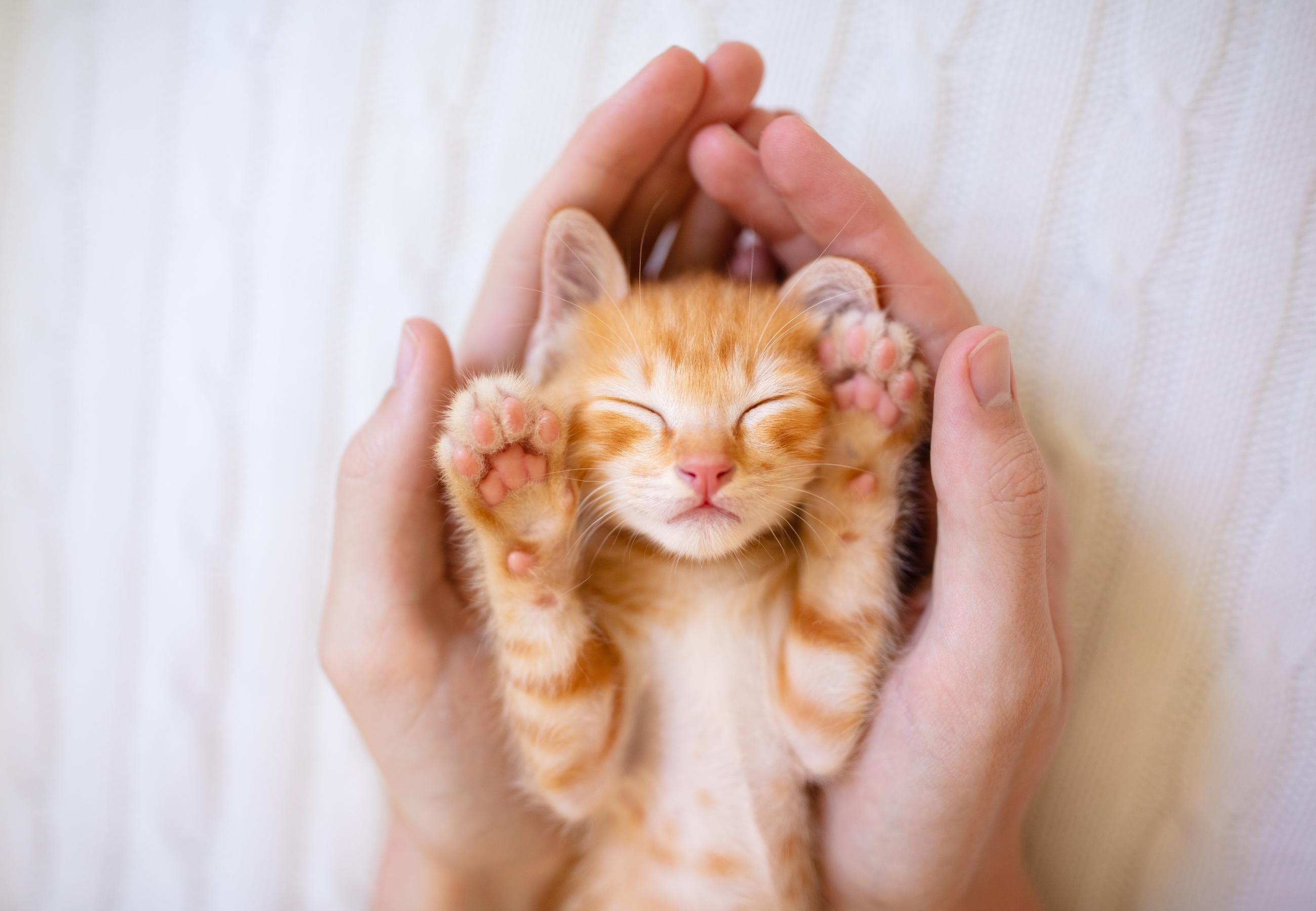 Tiny orange kitten sleep on it's back cradled in two human hands