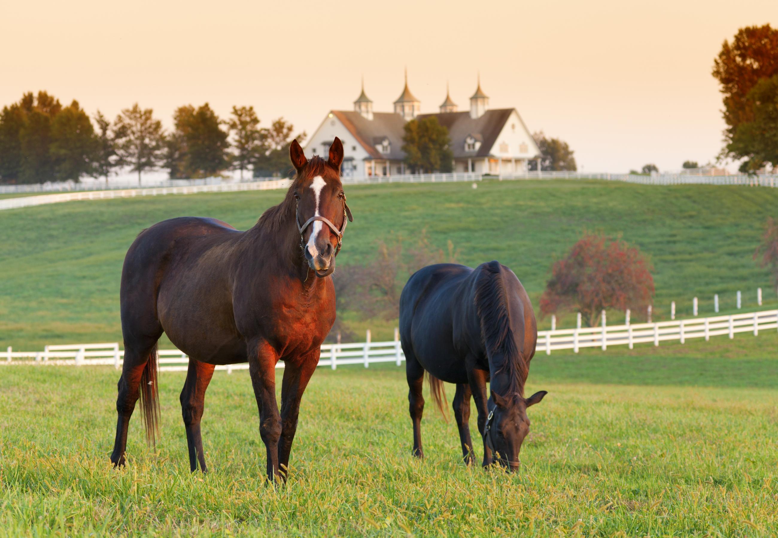 Two horses in a field with a large farmhouse in the background