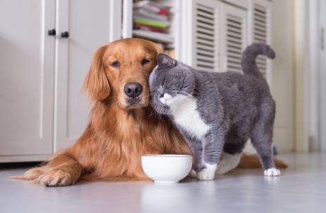 Gray and white cat purfing a golden retriever affectionately 