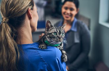 Parasite protection for cats